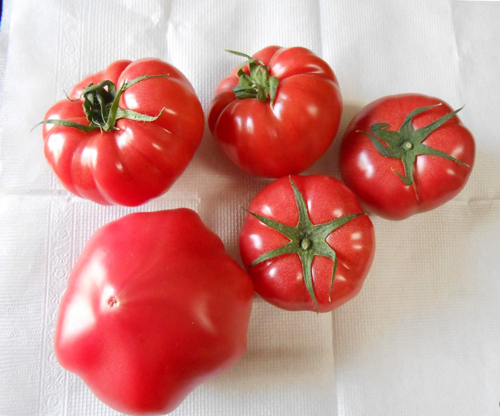 若松トマト